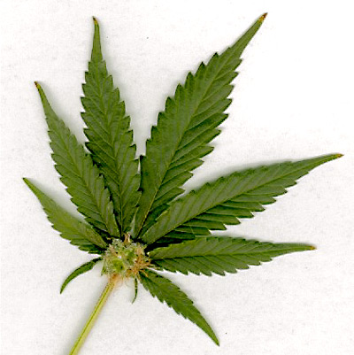 weed leaf wallpapers. There are hundreds of compounds/chemicals in marijuana-There are 